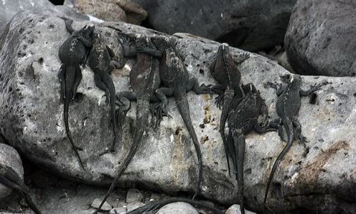 Zdjecie EKWADOR / brak / Galapagos / ziomale