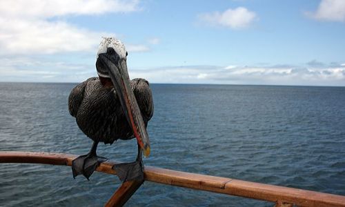Zdjecie EKWADOR / brak / Galapagos / Pelikan