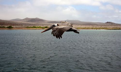 Zdjcie EKWADOR / brak / Galapagos / Pelikan