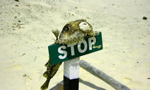 Zdjecie EKWADOR / brak / Galapagos / STOP!