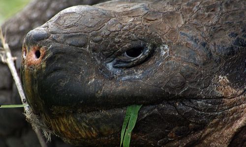 Zdjecie EKWADOR / brak / Galapagos / żółw
