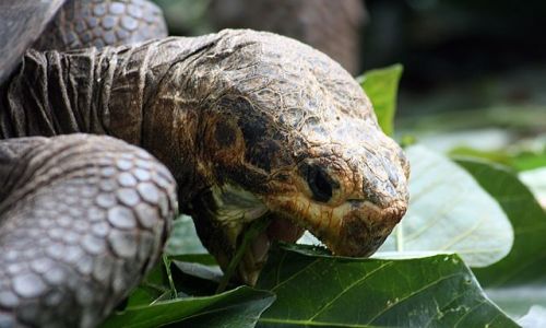 Zdjecie EKWADOR / brak / Galapagos / żółw