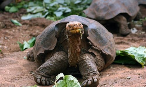 Zdjecie EKWADOR / brak / Galapagos / w