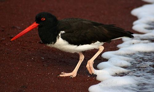 Zdjecie EKWADOR / brak / Galapagos / ptak 