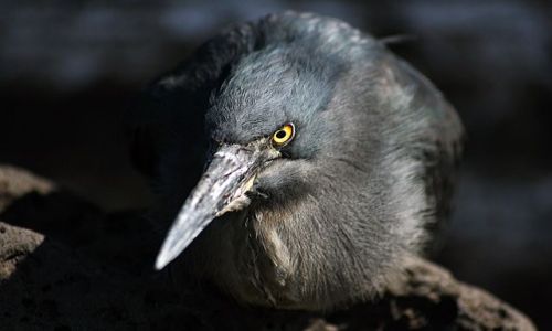 Zdjecie EKWADOR / brak / Galapagos / ptak 