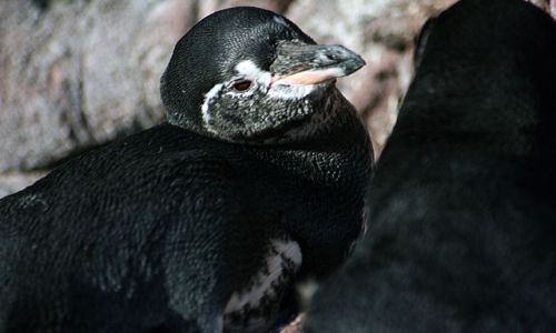 Zdjecie EKWADOR / brak / Galapagos / pingwin