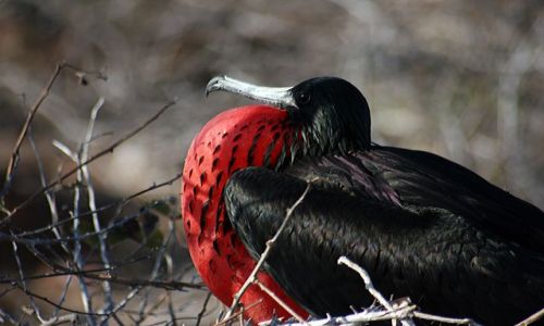Zdjecie EKWADOR / brak / Galapagos / ptak
