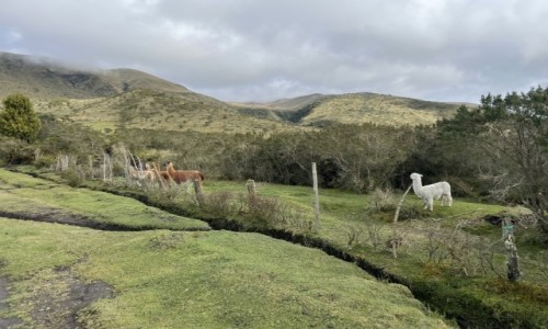 Zdjęcie EKWADOR / Illinizas Ecological Reserve / Illinizas Ecological Reserve / Alpaki