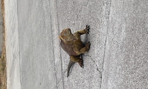 Zdj�cie EKWADOR / Galapagos / Baltra Island  / Powitanie na Galapagos