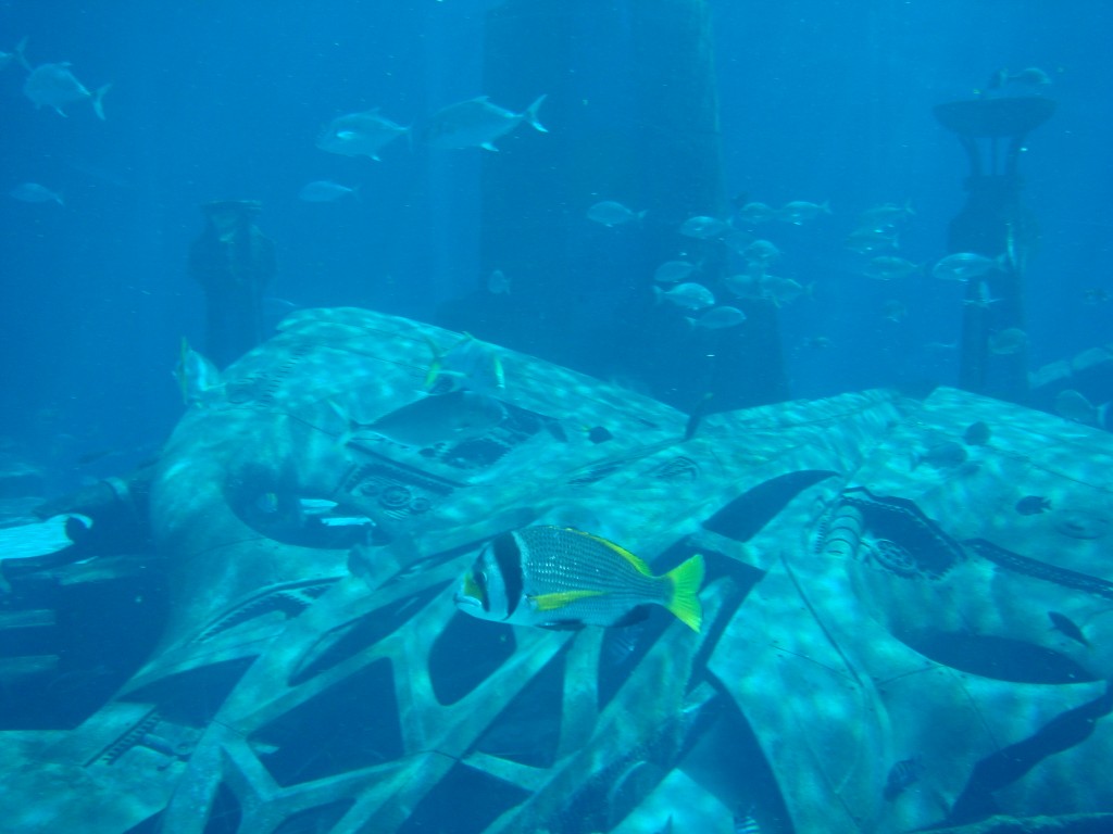 Zdjęcia: .., dubaj, nemo, ZJEDNOCZONE EMIRATY ARABSKIE Zdjęcia: .., dubaj, nemo, ZJEDNOCZONE EMIRATY ARABSKIE
