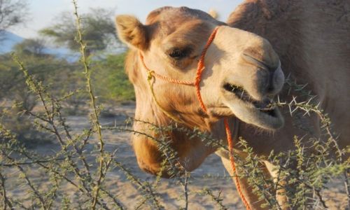 Zdjcie ZJEDNOCZONE EMIRATY ARABSKIE / - / Fujairah / Paszportowe
