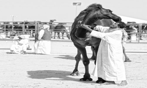 Zdjecie ZJEDNOCZONE EMIRATY ARABSKIE / Abu Dhabi / Madinat Zayed - Al Gharbia / Czarny Dromader - Al Dhafra Festiwal I