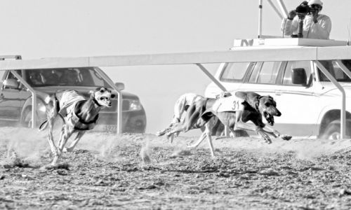 Zdjecie ZJEDNOCZONE EMIRATY ARABSKIE / Abu Dhabi / Madinat Zayed - Al Gharbia / Gorczka wycigw - Al Dhafra Festiwal II