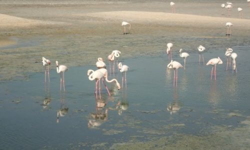 Zdjęcie ZJEDNOCZONE EMIRATY ARABSKIE / Dubaj / Ras Al Khor / Flamingi