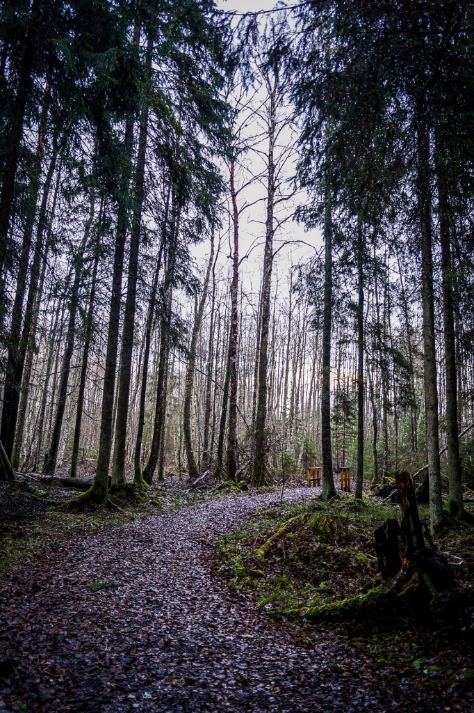 Zdjęcia: Park Narodowy Soomaa, Park Narodowy Soomaa, Park Narodowy Soomaa, ESTONIA Zdjęcia: Park Narodowy Soomaa, Park Narodowy Soomaa, Park Narodowy Soomaa, ESTONIA