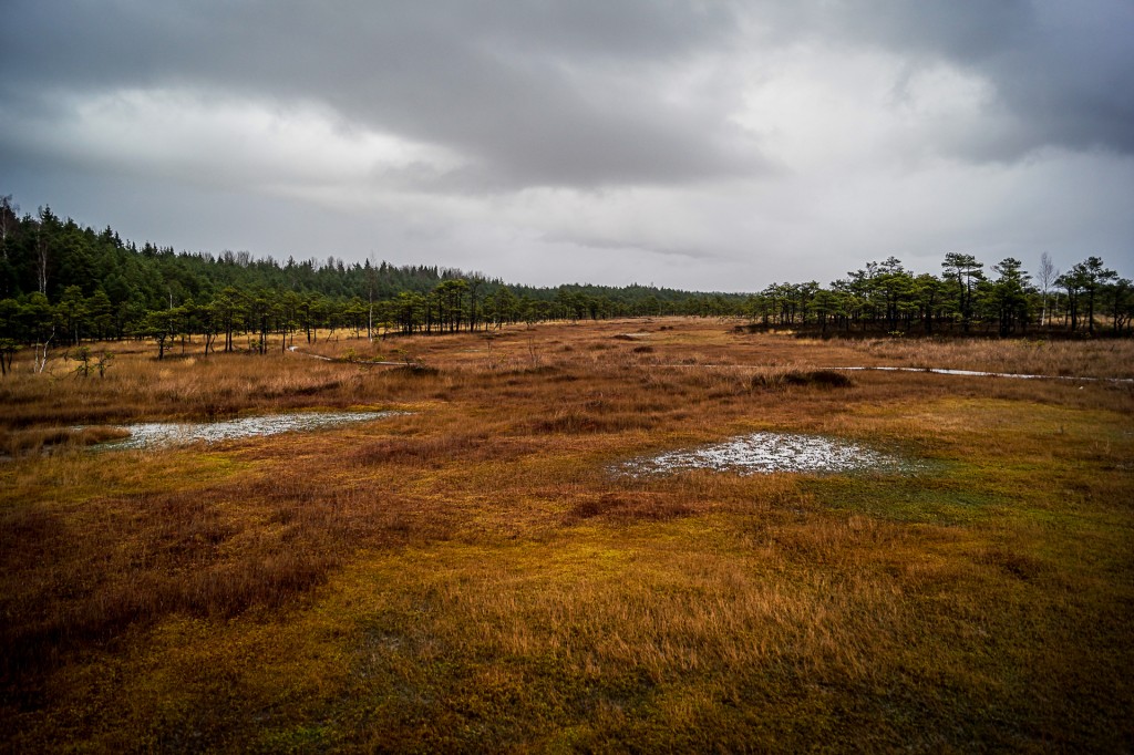 Zdjęcia: Park Narodowy Soomaa, Park Narodowy Soomaa, Park Narodowy Soomaa, ESTONIA Zdjęcia: Park Narodowy Soomaa, Park Narodowy Soomaa, Park Narodowy Soomaa, ESTONIA