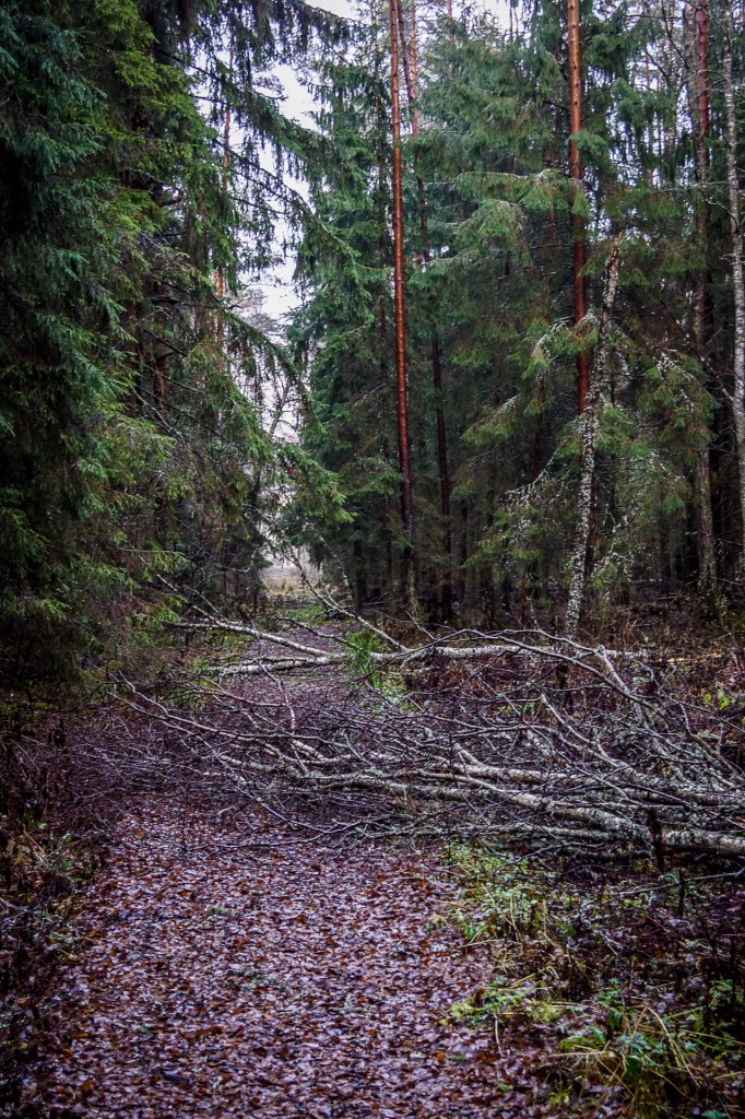 Zdjęcia: Park Narodowy Sooma, Park Narodowy Soomaa, W drodze do Parku Soomaa, ESTONIA Zdjęcia: Park Narodowy Sooma, Park Narodowy Soomaa, W drodze do Parku Soomaa, ESTONIA