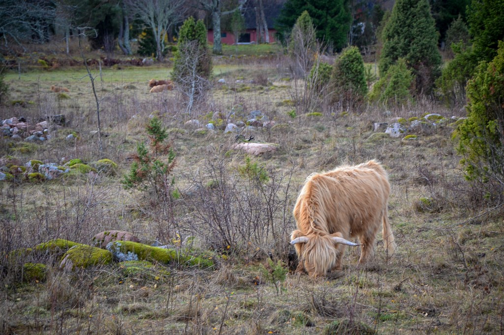 Zdjęcia: Wyspa Sarema, Wyspa Sarema, estońskie krowy, ESTONIA Zdjęcia: Wyspa Sarema, Wyspa Sarema, estońskie krowy, ESTONIA