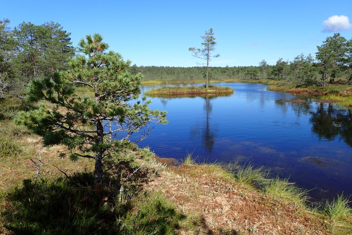 Zdjęcia: Viru, Park Narodowy Lahemaa - Naturalny Szlak Moczar Viru, ESTONIA Zdjęcia: Viru, Park Narodowy Lahemaa - Naturalny Szlak Moczar Viru, ESTONIA