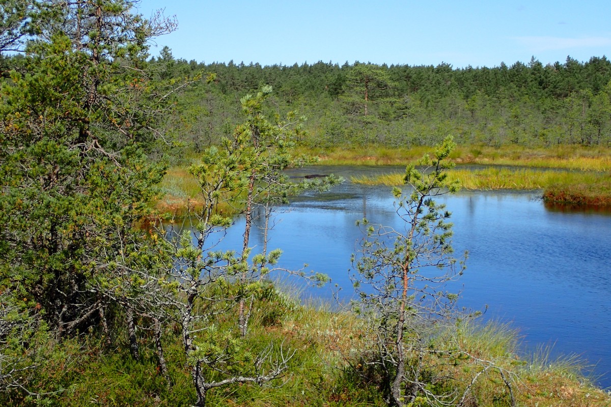Zdjęcia: Viru, Park Narodowy Lahemaa - Naturalny Szlak Moczar Viru, ESTONIA Zdjęcia: Viru, Park Narodowy Lahemaa - Naturalny Szlak Moczar Viru, ESTONIA