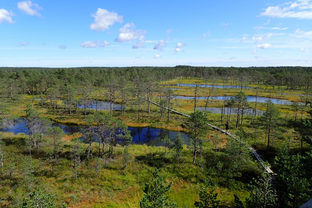 Zdjęcia: Viru, Park Narodowy Lahemaa - Naturalny Szlak Moczar Viru, ESTONIA Zdjęcia: Viru, Park Narodowy Lahemaa - Naturalny Szlak Moczar Viru, ESTONIA