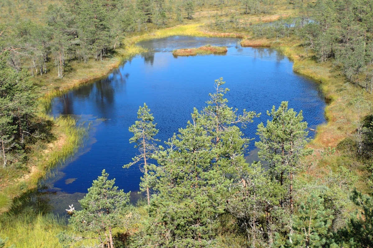 Zdjęcia: Viru, Park Narodowy Lahemaa - Naturalny Szlak Moczar Viru, ESTONIA Zdjęcia: Viru, Park Narodowy Lahemaa - Naturalny Szlak Moczar Viru, ESTONIA