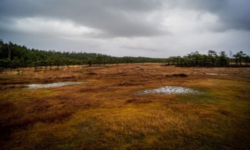 Zdjcie ESTONIA / Park Narodowy Soomaa / Park Narodowy Soomaa / Park Narodowy Soomaa