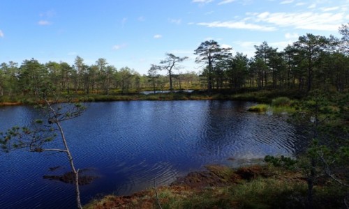 Zdjęcie ESTONIA / - / Viru / Park Narodowy Lahemaa - Naturalny Szlak Moczar Viru