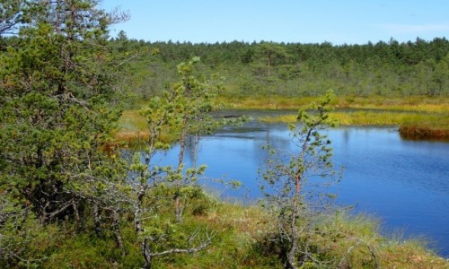 Zdjęcie ESTONIA / - / Viru / Park Narodowy Lahemaa - Naturalny Szlak Moczar Viru