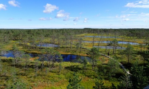 Zdjęcie ESTONIA / - / Viru / Park Narodowy Lahemaa - Naturalny Szlak Moczar Viru