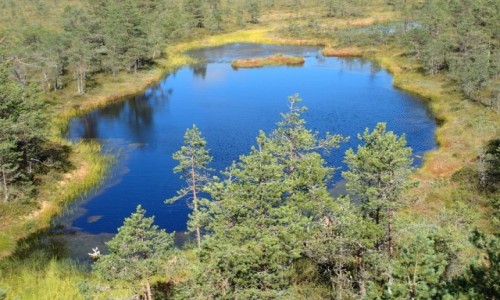 Zdjęcie ESTONIA / - / Viru / Park Narodowy Lahemaa - Naturalny Szlak Moczar Viru