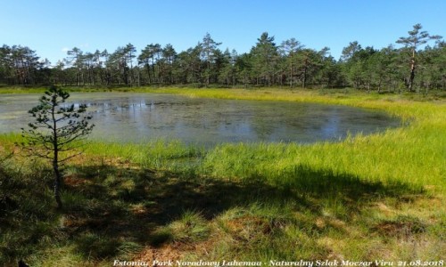 Zdjęcie ESTONIA / - / Viru / Park Narodowy Lahemaa - Naturalny Szlak Moczar Viru