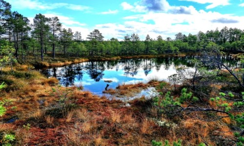 Zdjcie ESTONIA / Park Narodowy Lahemaa / cieka edukacyjna Viru Raba  / Oczko na torfowiskach