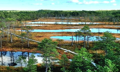 Zdjcie ESTONIA / Park Narodowy Lahemaa / cieka edukacyjna Viru Raba / Kolorowe mokrada