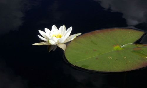 Zdj�cie ESTONIA / Soomaa Rahvuspark / Soomaa Rahvuspark / Nymphea