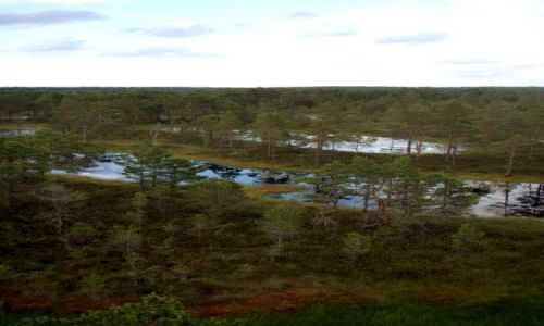 Zdjęcie ESTONIA / Lahemaa Rahvuspark / Lahemaa Rahvuspark / Bagna Lahemaa