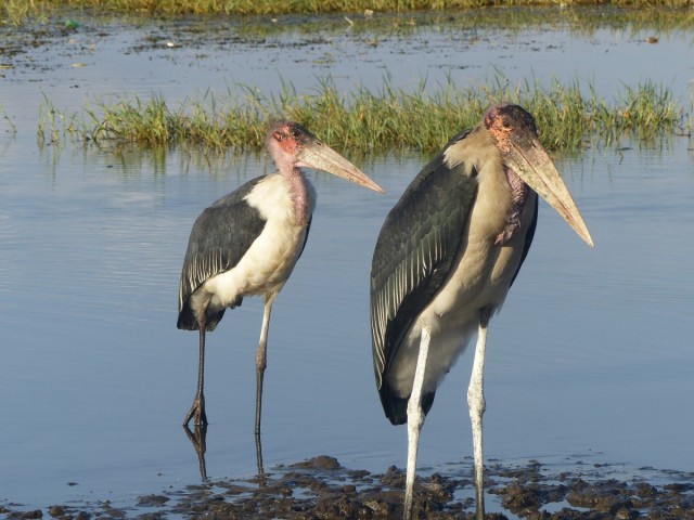 Zdj cia: Chamo Lake, Dolina Omo, Randes vous nad Chamo Lake, ETIOPIA