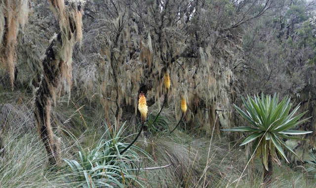 Zdj cia: Góry Simien, Etiopia PN, 23,Weszliśmy w stary karłowaty las, ETIOPIA Zdj cia: Góry Simien, Etiopia PN, 23,Weszliśmy w stary karłowaty las, ETIOPIA