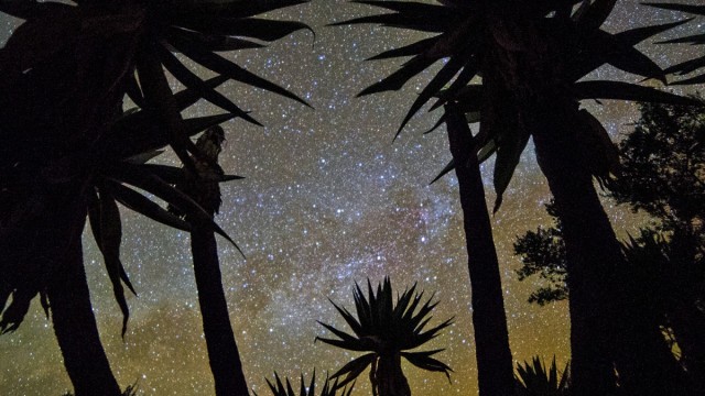 Zdj cia: Góry Simien, Etiopia PN, 43,Plejady gwiazd, prześwitujące przez szerokie pióropusze senecio. , ETIOPIA Zdj cia: Góry Simien, Etiopia PN, 43,Plejady gwiazd, prześwitujące przez szerokie pióropusze senecio. , ETIOPIA