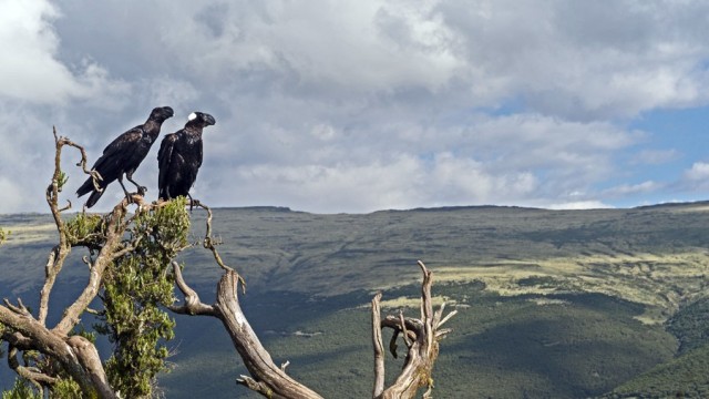 Zdj cia: Góry Simien, Etiopia PN, 60,Kruki grubodziobe na tle gór Simien , ETIOPIA Zdj cia: Góry Simien, Etiopia PN, 60,Kruki grubodziobe na tle gór Simien , ETIOPIA