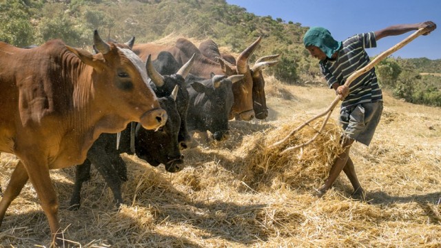 Zdj cia: Tigraj, , Etiopia PN, 63,Omłot pszenicy , ETIOPIA Zdj cia: Tigraj, , Etiopia PN, 63,Omłot pszenicy , ETIOPIA