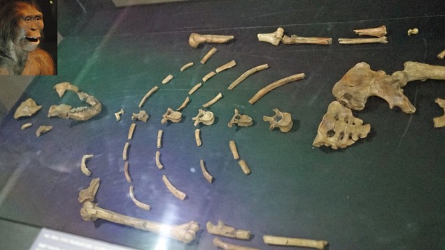 Zdj cia: Afar, Etiopia PN, 65,Lusy, ETIOPIA Zdj cia: Afar, Etiopia PN, 65,Lusy, ETIOPIA