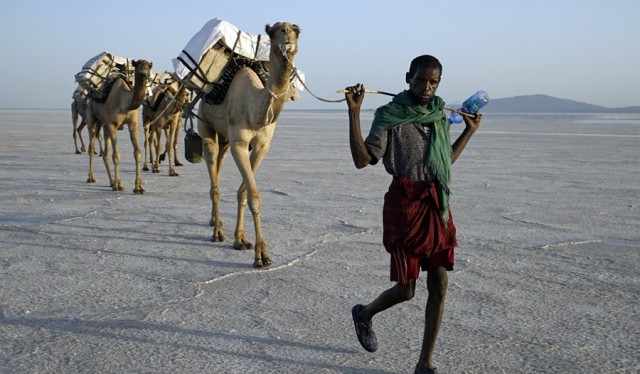 Zdj cia: Afar, Etiopia PN, 66,Karawana i przewodnik z plemienia Afarów, ETIOPIA Zdj cia: Afar, Etiopia PN, 66,Karawana i przewodnik z plemienia Afarów, ETIOPIA