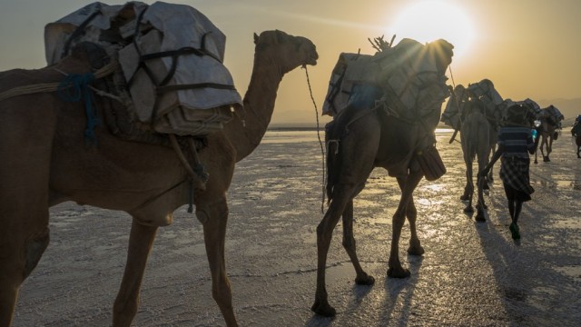 Zdj cia: Afar, Etiopia PN, 70,Karawana , ETIOPIA Zdj cia: Afar, Etiopia PN, 70,Karawana , ETIOPIA