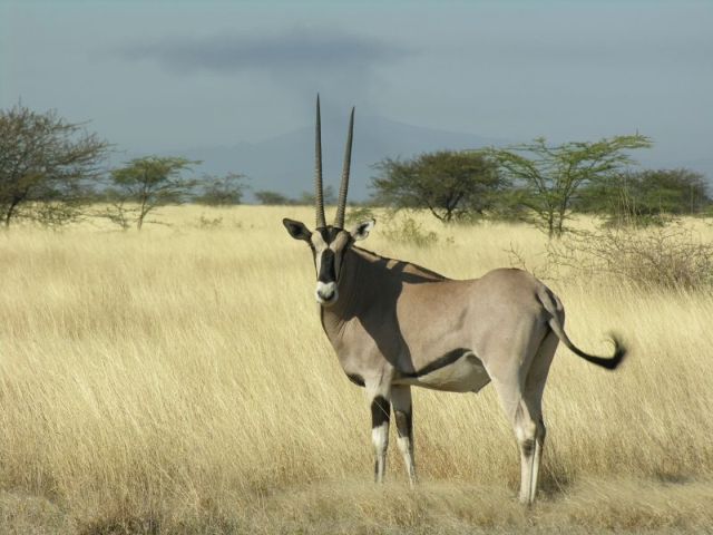 Zdjęcia: Nahzaret, Awasha National Park, Oryx, ETIOPIA Zdjęcia: Nahzaret, Awasha National Park, Oryx, ETIOPIA