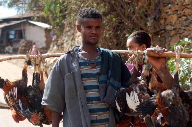 Zdjęcia: Etiopia, Moja Etiopia 7, ETIOPIA Zdjęcia: Etiopia, Moja Etiopia 7, ETIOPIA