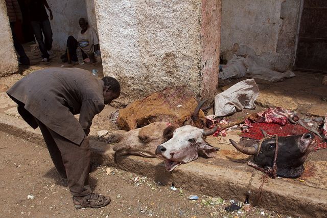 Zdjęcia: Harar, Handlarz głowami, ETIOPIA Zdjęcia: Harar, Handlarz głowami, ETIOPIA