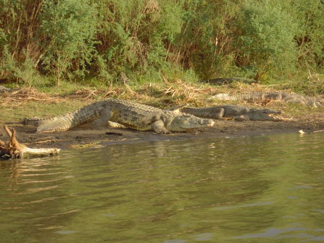 Zdjęcia: Lake Chamo, Nechisar National Park, pd. Etiopia, Krokodyle , ETIOPIA Zdjęcia: Lake Chamo, Nechisar National Park, pd. Etiopia, Krokodyle , ETIOPIA
