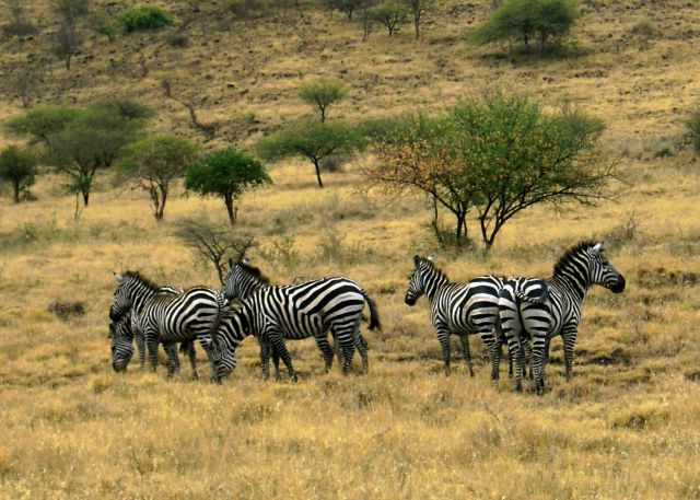 Zdjęcia: Nechisar National Park, pd. Etiopia, Zebry, ETIOPIA Zdjęcia: Nechisar National Park, pd. Etiopia, Zebry, ETIOPIA