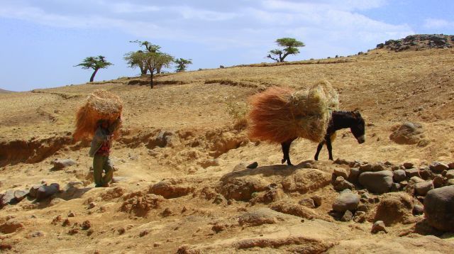 Zdjęcia: Debork, Debork, Transport, ETIOPIA Zdjęcia: Debork, Debork, Transport, ETIOPIA